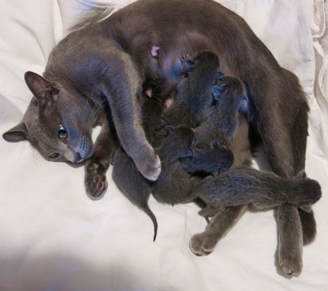 Blossom with newborn kittens